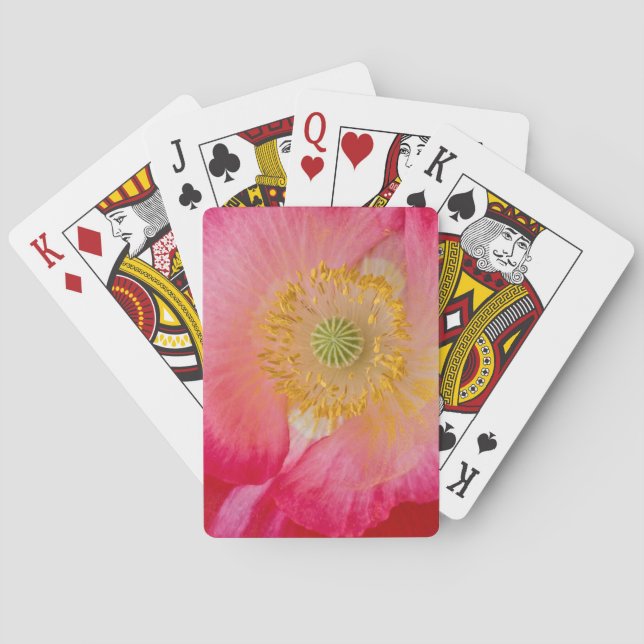 Jeu De Cartes États-Unis, Caroline du Nord. Gros plan de l'intér (dos)