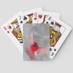 Jeu De Cartes États-Unis, Indiana, Indianapolis. Un cardinal mâl
