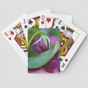 Jeu De Cartes États-Unis, Pennsylvanie. Bourgeon de fleur s'ouvr