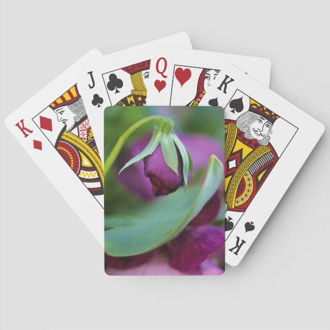 Jeu De Cartes États-Unis, Pennsylvanie. Flower bud opening (dos)