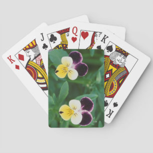 Jeu De Cartes États-Unis, Utah, Cache Valley, Johnny Jump Up
