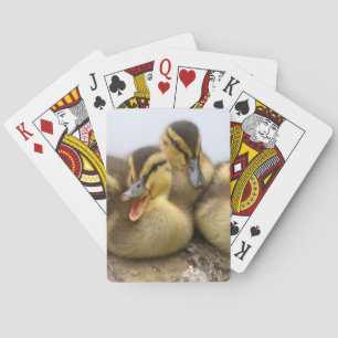 Jeu De Cartes États-Unis, Washington, Seattle, lac Washington