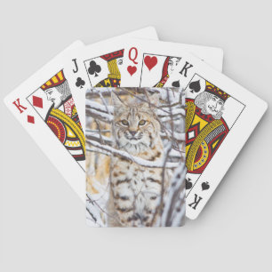 Jeu De Cartes États-Unis, Wyoming, Bobcat