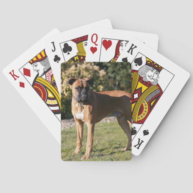 Jeu De Cartes Fawn Boxer (dos)