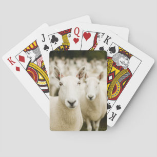 Jeu De Cartes Fermes   Troupeau de moutons