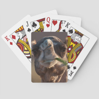 Jeu De Cartes Fête du chameau de la Journée de la Humpe sur l'he