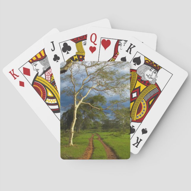 Jeu De Cartes Fièvre (Acacia Xanthophloea) Par Piste (dos)