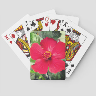 Jeu De Cartes Fleur rouge de Hibiscus Rosa-sinensis