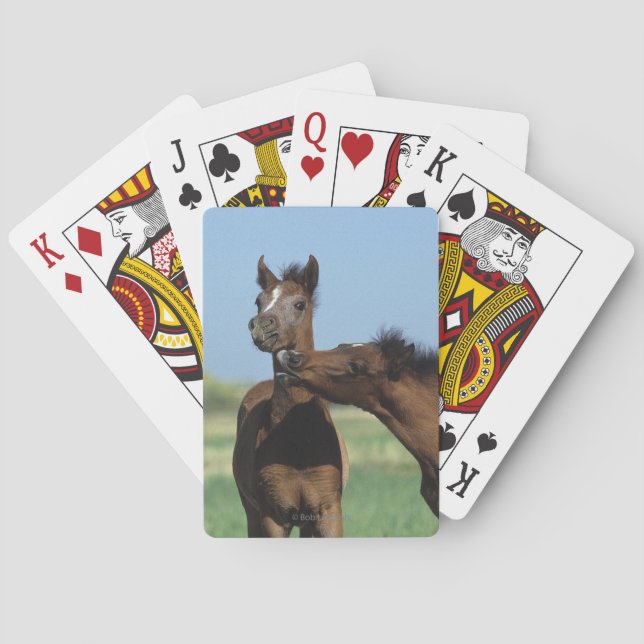 Jeu De Cartes Foals playing 2 (dos)
