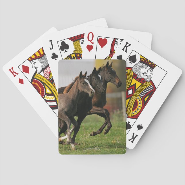 Jeu De Cartes Fonctionnement de poulain (dos)