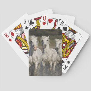 Jeu De Cartes France, Camargue. Les chevaux courent