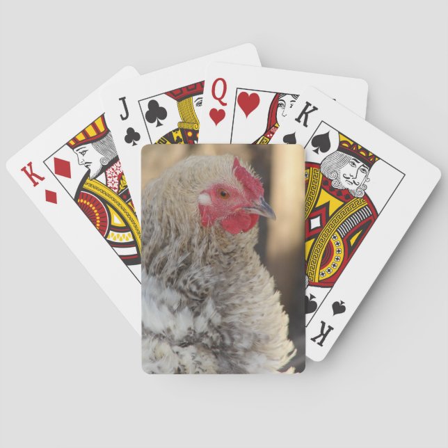Jeu De Cartes Frizzle Rooster (dos)