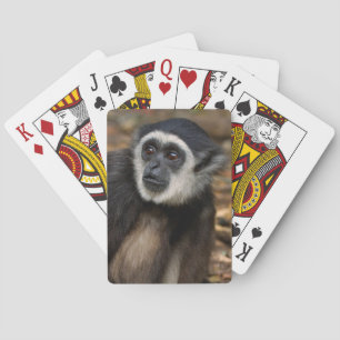Jeu De Cartes Gibbon à mains blanches (Hylobates Lar), Monkeylan