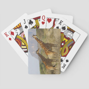 Jeu De Cartes Giraffe somalienne, Giraffe réticulée, Giraffa