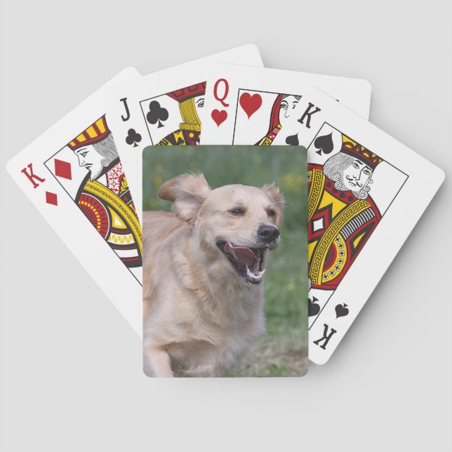 Jeu De Cartes Golden Retriever (dos)