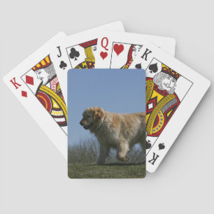 Jeu De Cartes Golden Retriever en course 3