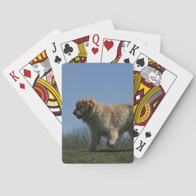 Jeu De Cartes Golden Retriever en course 3 (dos)