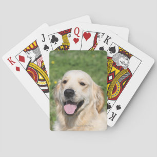 Jeu De Cartes Golden Retriever Headshot 1