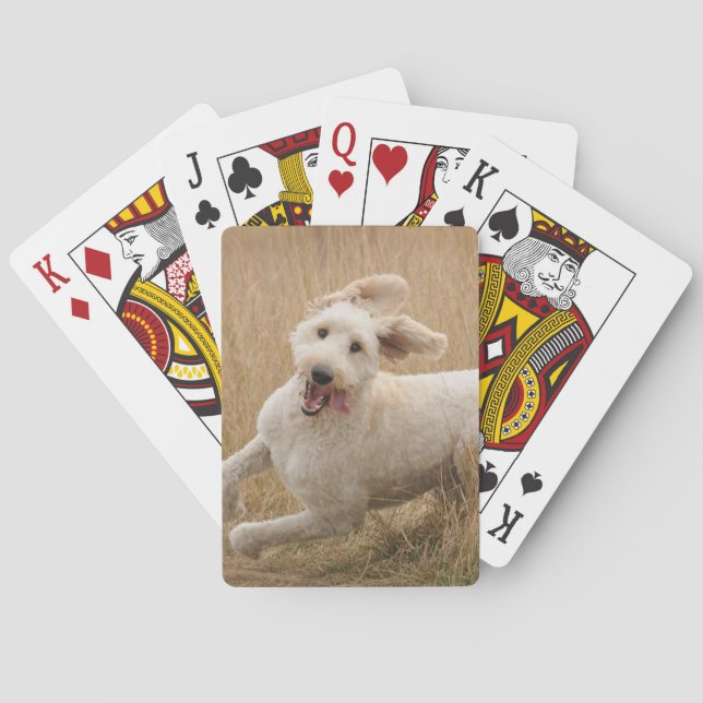 Jeu De Cartes Goldendoodle traverse l'herbe (dos)