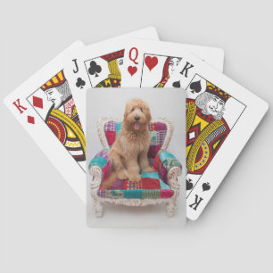 Jeu De Cartes Grandes images  Coute Goldendoodle