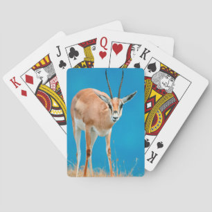 Jeu De Cartes Grant's Gazelle (Gazella Granti) Ewe Portrait