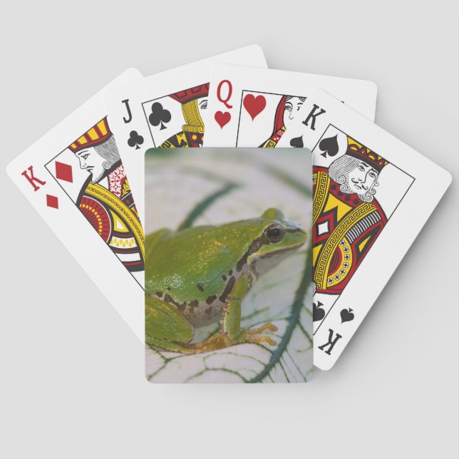 Jeu De Cartes Grenouille d'arbre Pacifique sur des fleurs dans (dos)