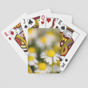 Jeu De Cartes Gros plan de la fleur chamomile, Hongrie