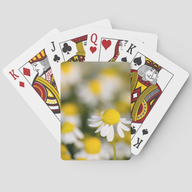 Jeu De Cartes Gros plan de la fleur chamomile, Hongrie (dos)