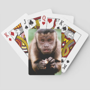 Jeu De Cartes Gros plan d'un singe capucin à tête noire