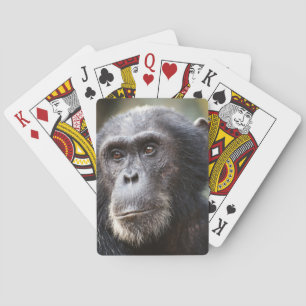 Jeu De Cartes Gros plan sur un chimpanzé mâle