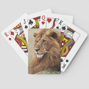 Jeu De Cartes Gros plan sur un lion mâle