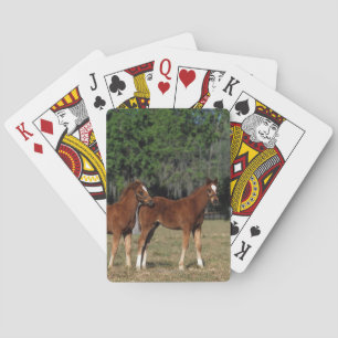 Jeu De Cartes Groupe de poulains pur-sang