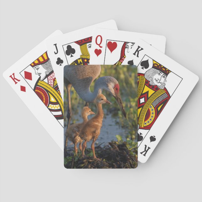 Jeu De Cartes Grue de Sandhill avec poussins, Floride (dos)