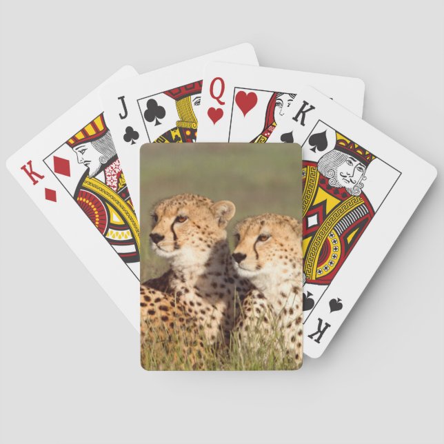 Jeu De Cartes Guépard couché dans l'herbe, Ngorongoro Conservati (dos)