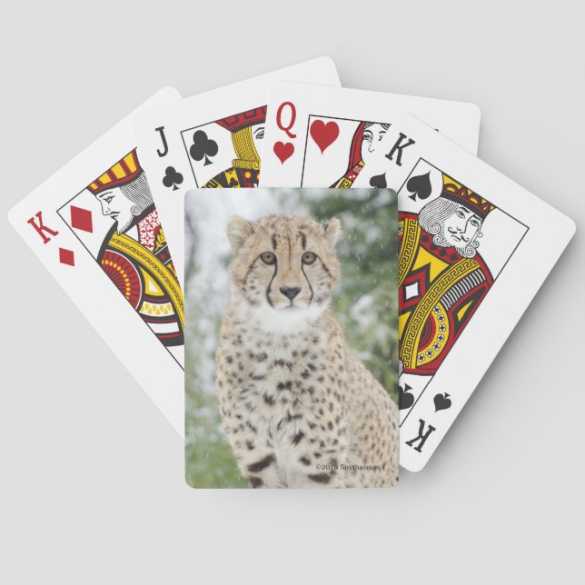 Jeu De Cartes Guépard dans la neige (dos)
