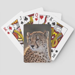 Jeu De Cartes Guépard regard détourné