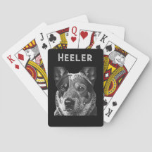 Heeler Blue Heeler Chien