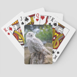Jeu De Cartes Hibou des neiges