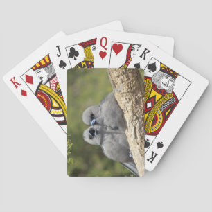 Jeu De Cartes Hirondelle à facettes noires, Artamus cinereus