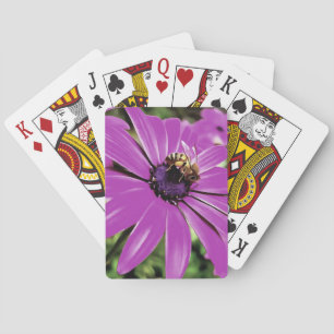 Jeu De Cartes Honey Bee Sur Un Daisy Africain Violet