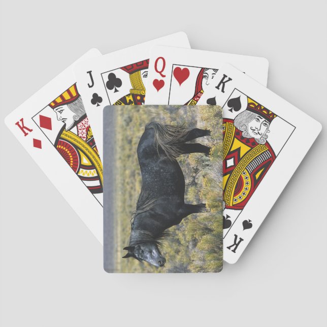 Jeu De Cartes Horse du Désert (dos)