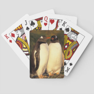 Jeu De Cartes Îles Falkland. Manchots papous. (Pyroscelis