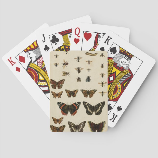 Jeu De Cartes Insectes de jardin par Vision Studio (dos)