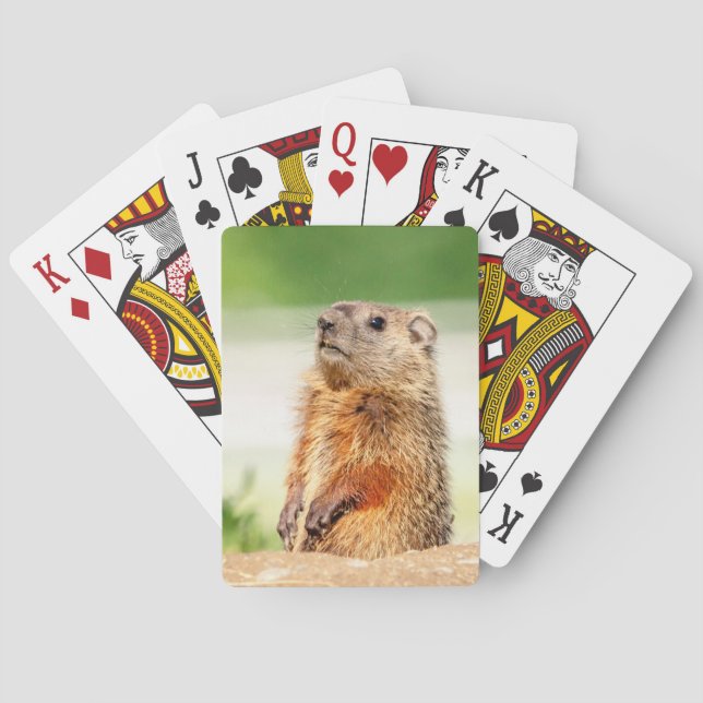 Jeu De Cartes Jeune Groundhog (dos)