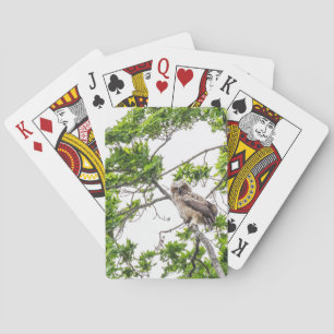Jeu De Cartes Jeune Hibou Sur Une Branche D'érable