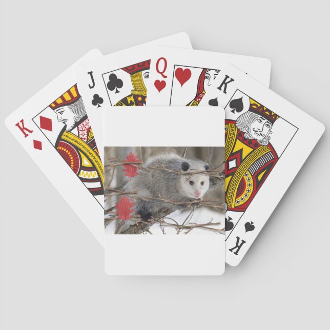 Jeu De Cartes Jouer Carte Deck Opossum Nature (dos)