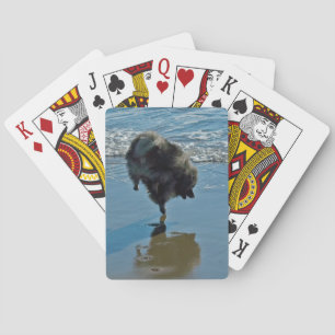 Jeu De Cartes Keeshond Ballet Photographie - Joli chien d'origin