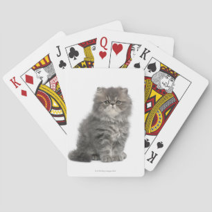 Jeu De Cartes Kitten persan (2 mois) assis