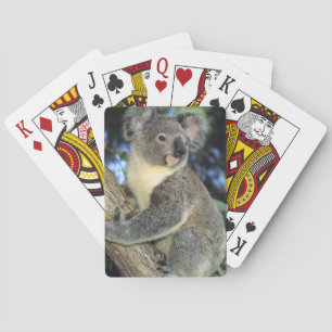 Jeu De Cartes Koala, Phascolarctos cinereus), Australie,