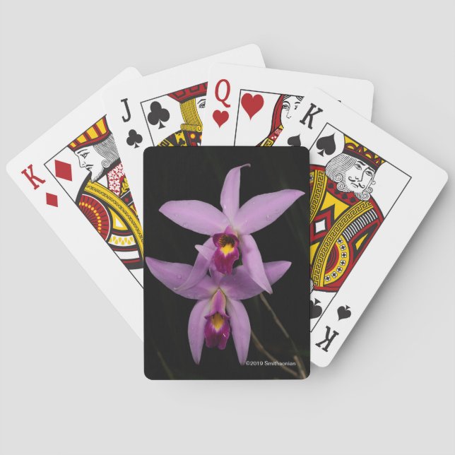 Jeu De Cartes Laelia Anceps (dos)